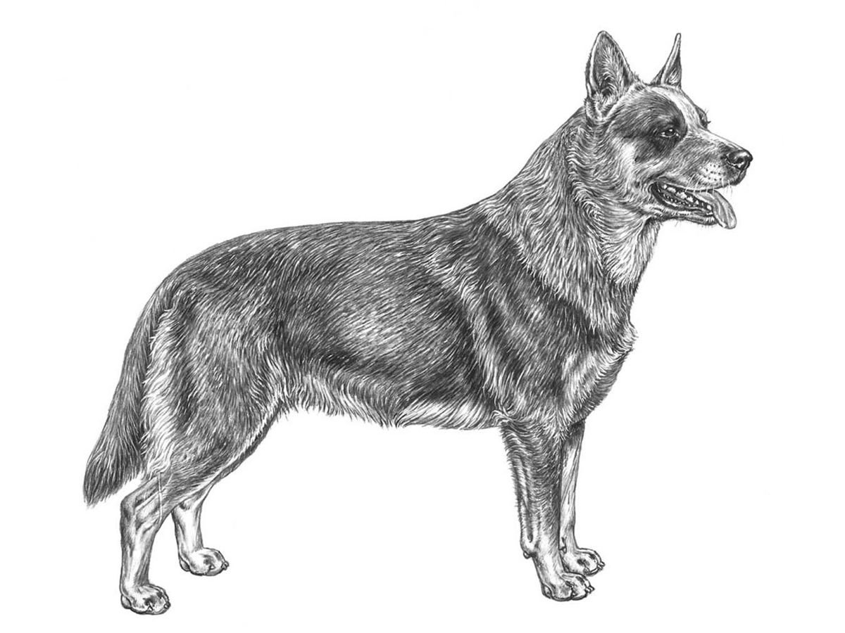 Illustration av hundrasen australian cattledog