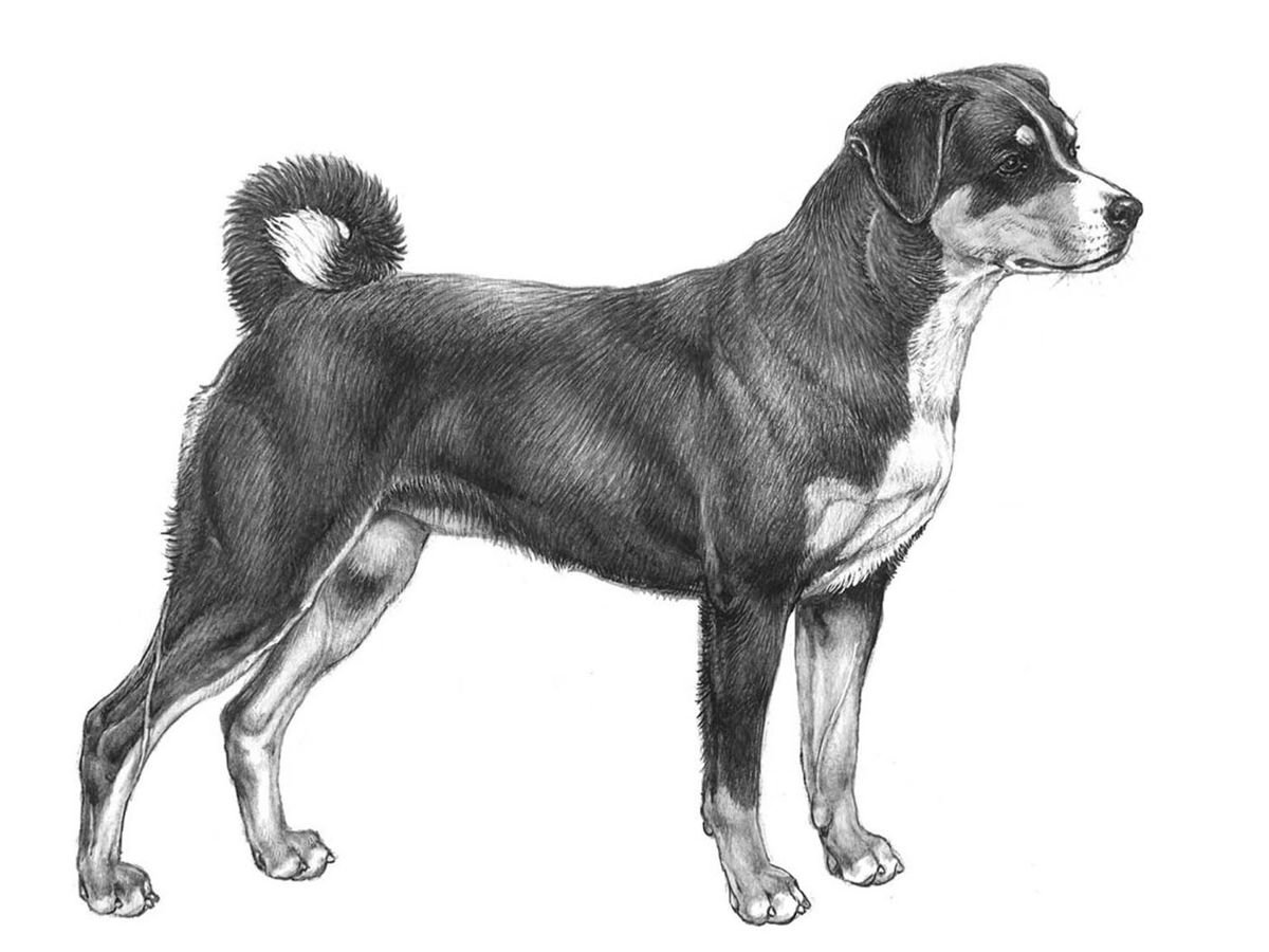 Illustration av hundrasen appenzeller sennenhund