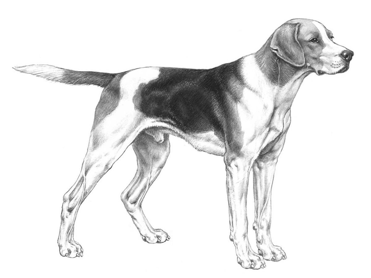 Illustration av hundrasen anglo-russkaja gontjaja