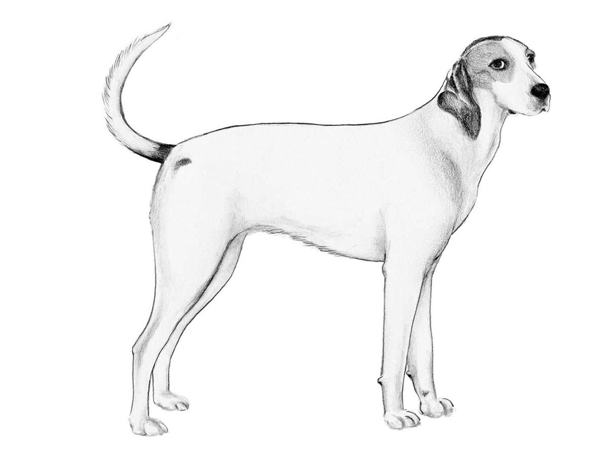 Illustration av hundrasen american foxhound