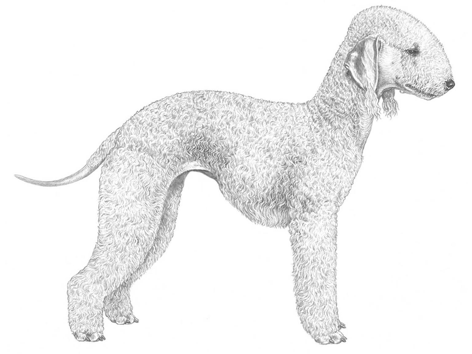 Illustration för hundrasen Bedlingtonterrier