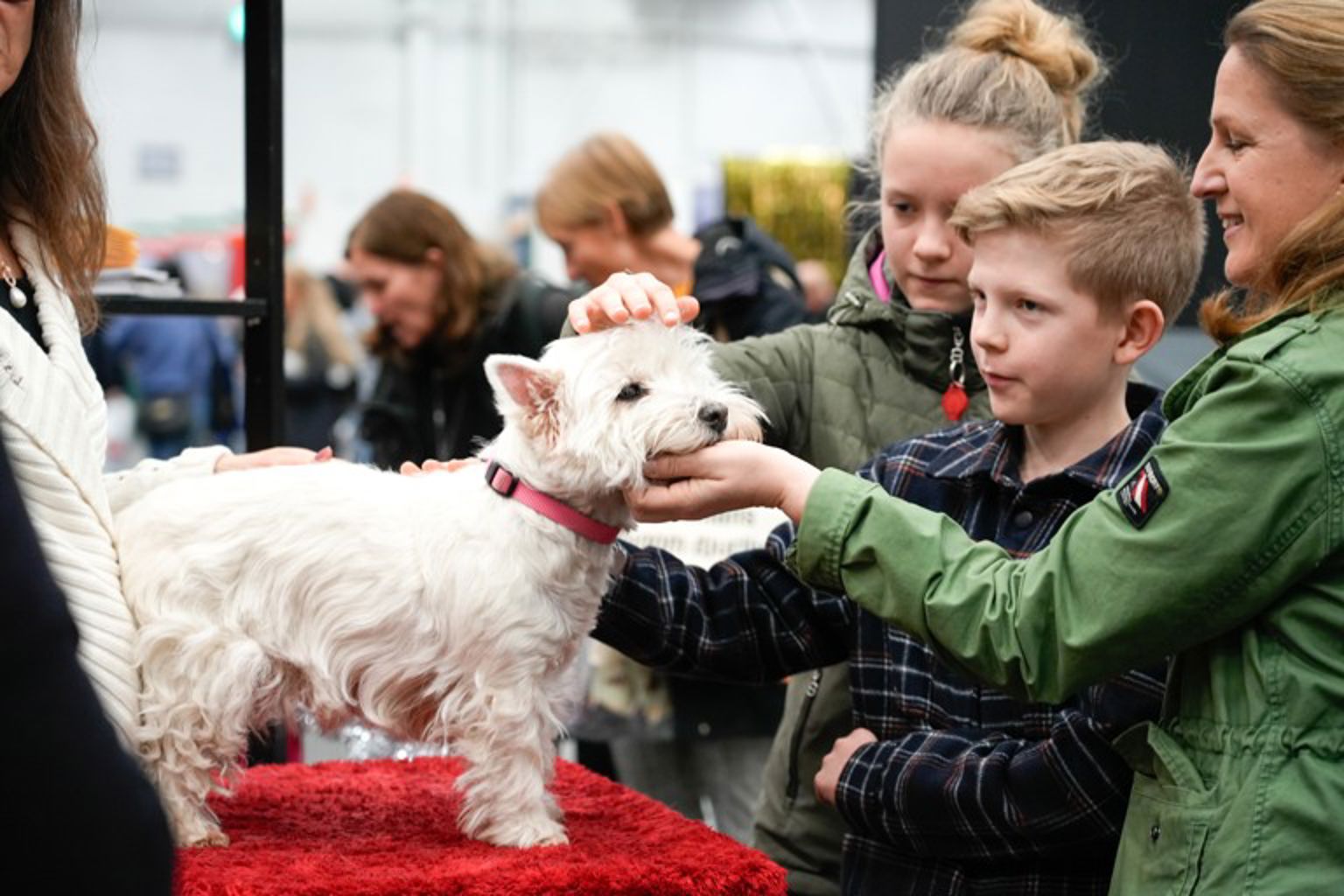 Besökare hälsar på en west highland white terrier på hundrastorget.