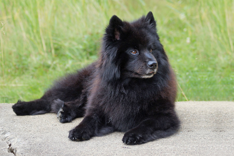 Svensk lapphund ligger på klipphäll.