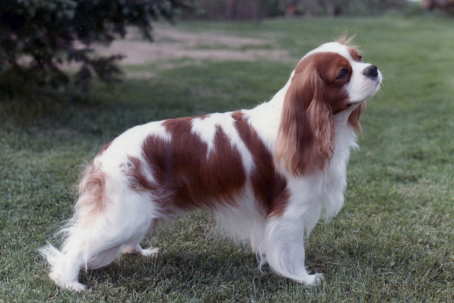 Cavalier king charles spaniel står uppställd ute på gräset.