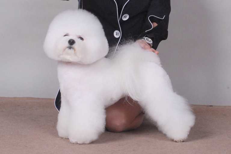 Uppställningsbild på bichon frisé