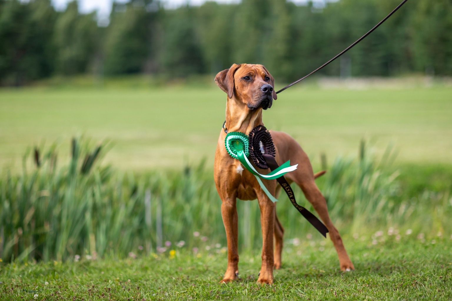 Rhodesian ridgeback at a dog show.