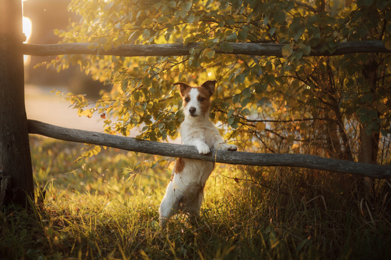 Jack russell terrier står med framtassarna på ett gammalt staket.