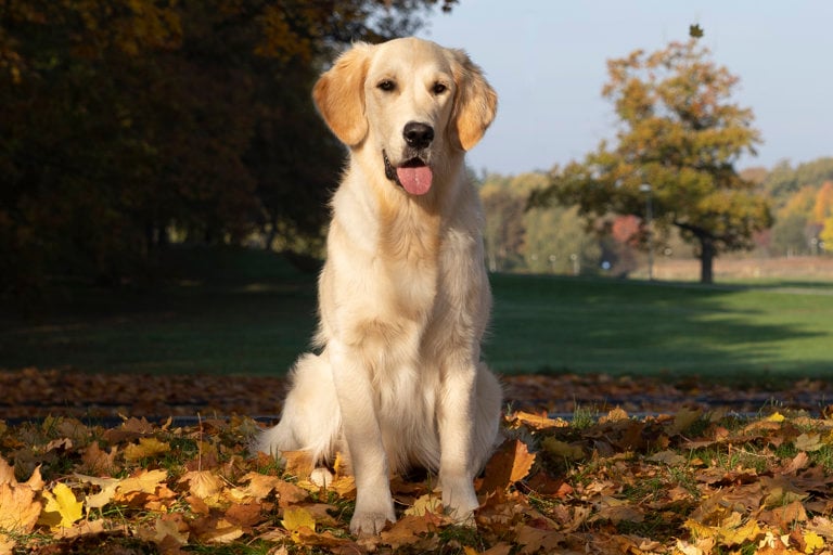 Golden retriever sitter bland höstlöv.