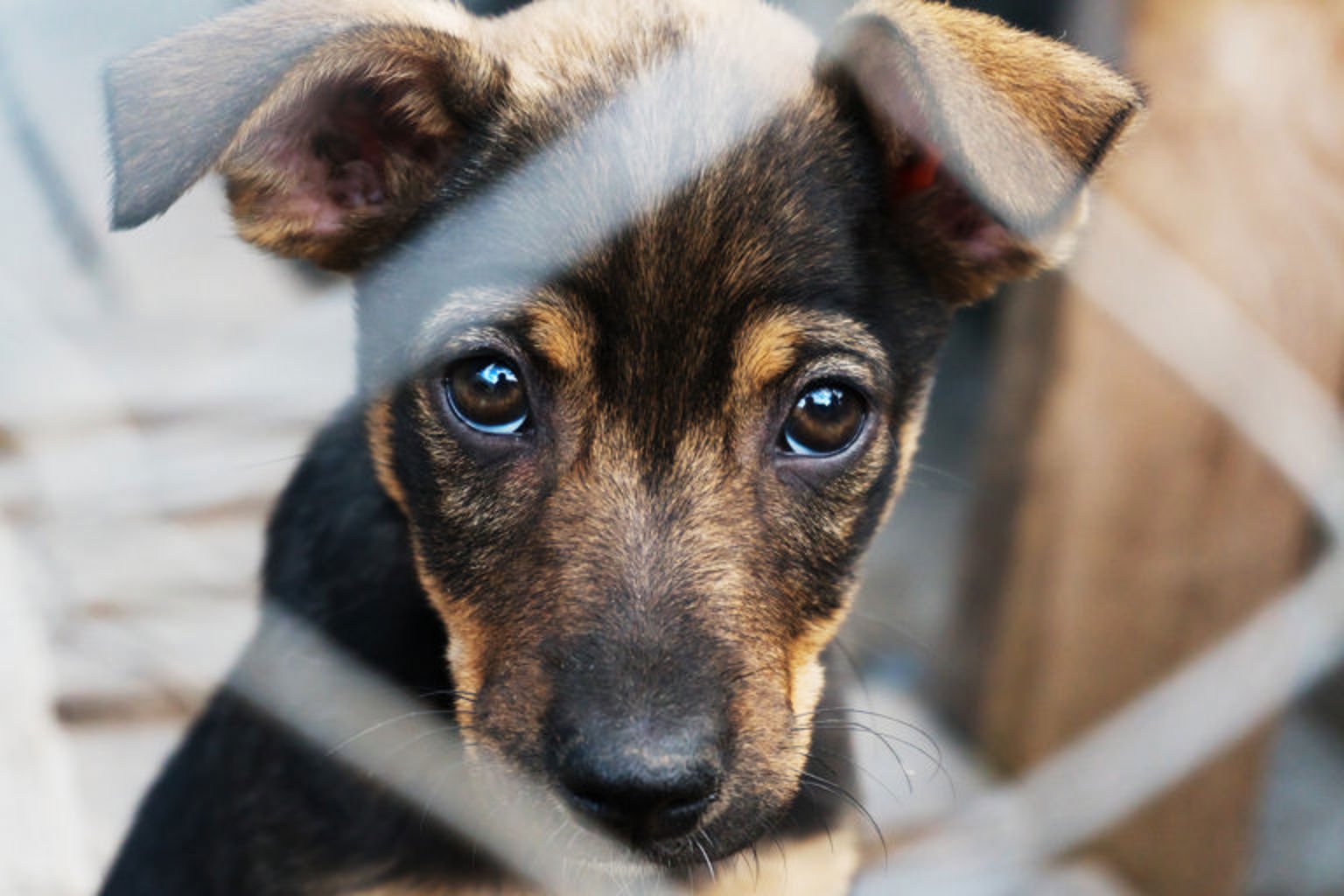 En brun och svart hund som tittar genom ett galler.