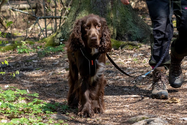 Field spaniel på vandring i skogen.