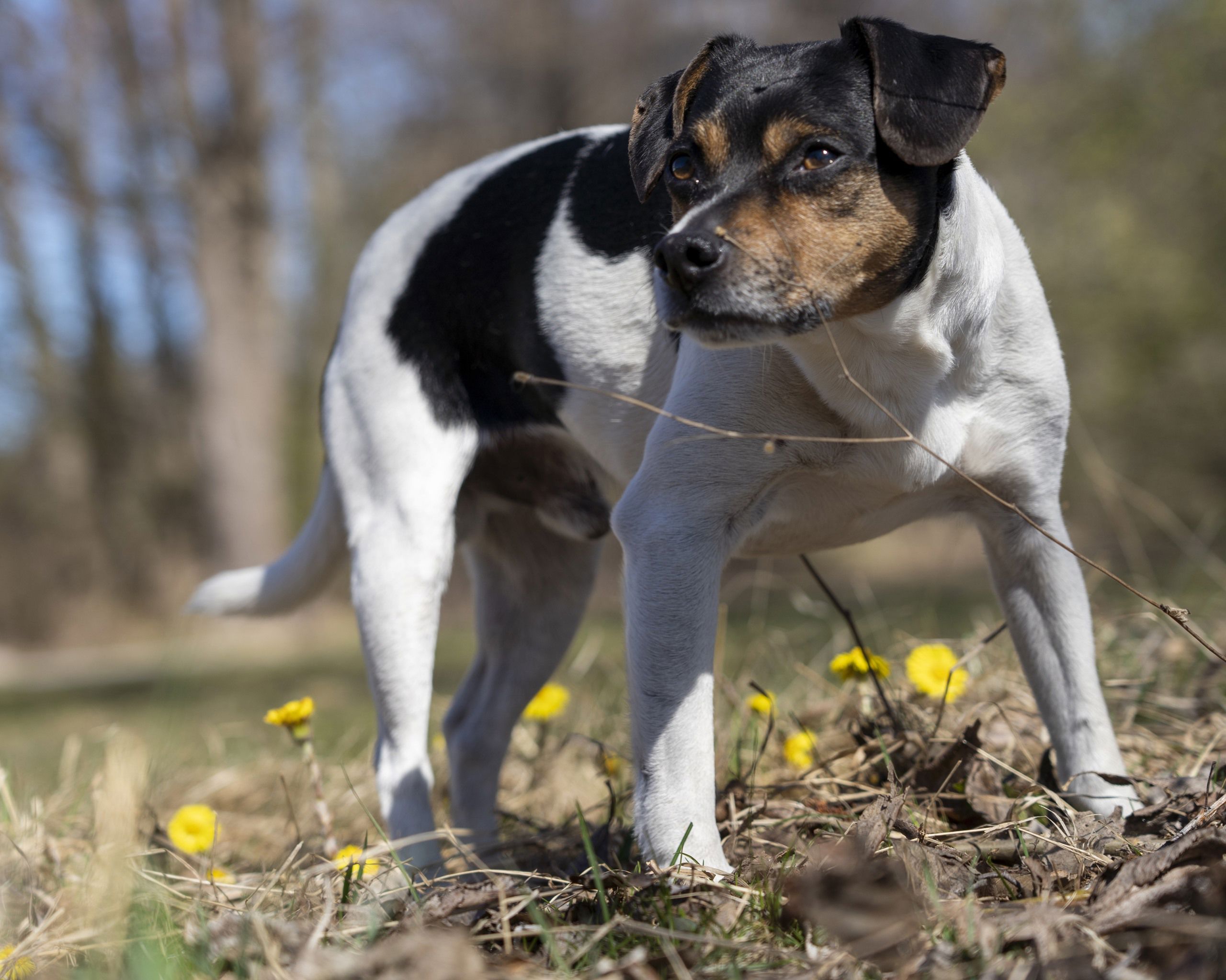 dansksvenskgårdshund