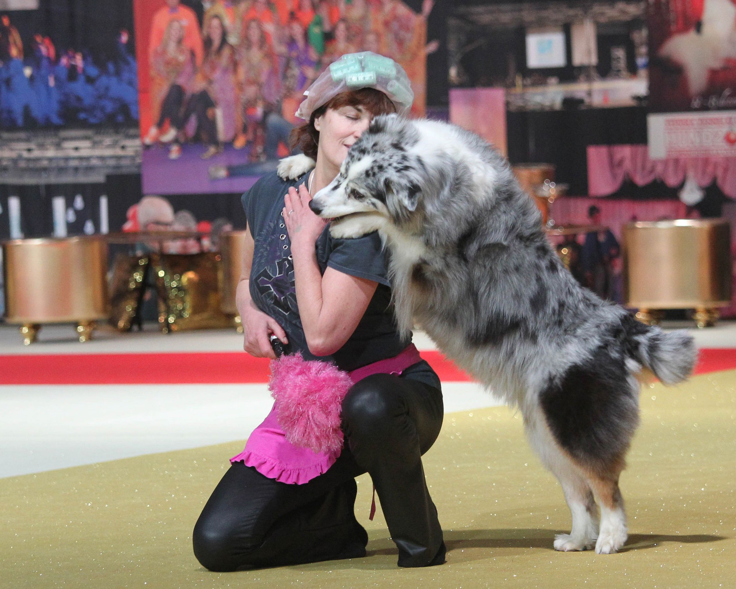 Australian shepherd spanar ut över sin mattes axel under en uppvisning i freestyle.