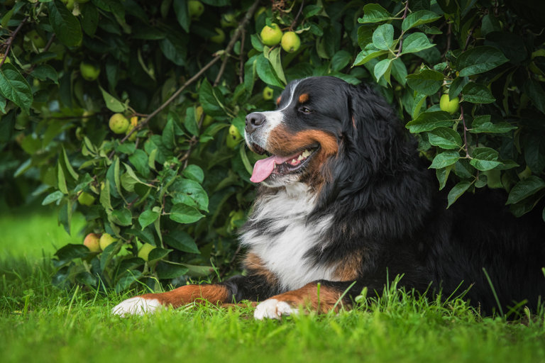 Berner sennenhund ligger under ett äppelträd.