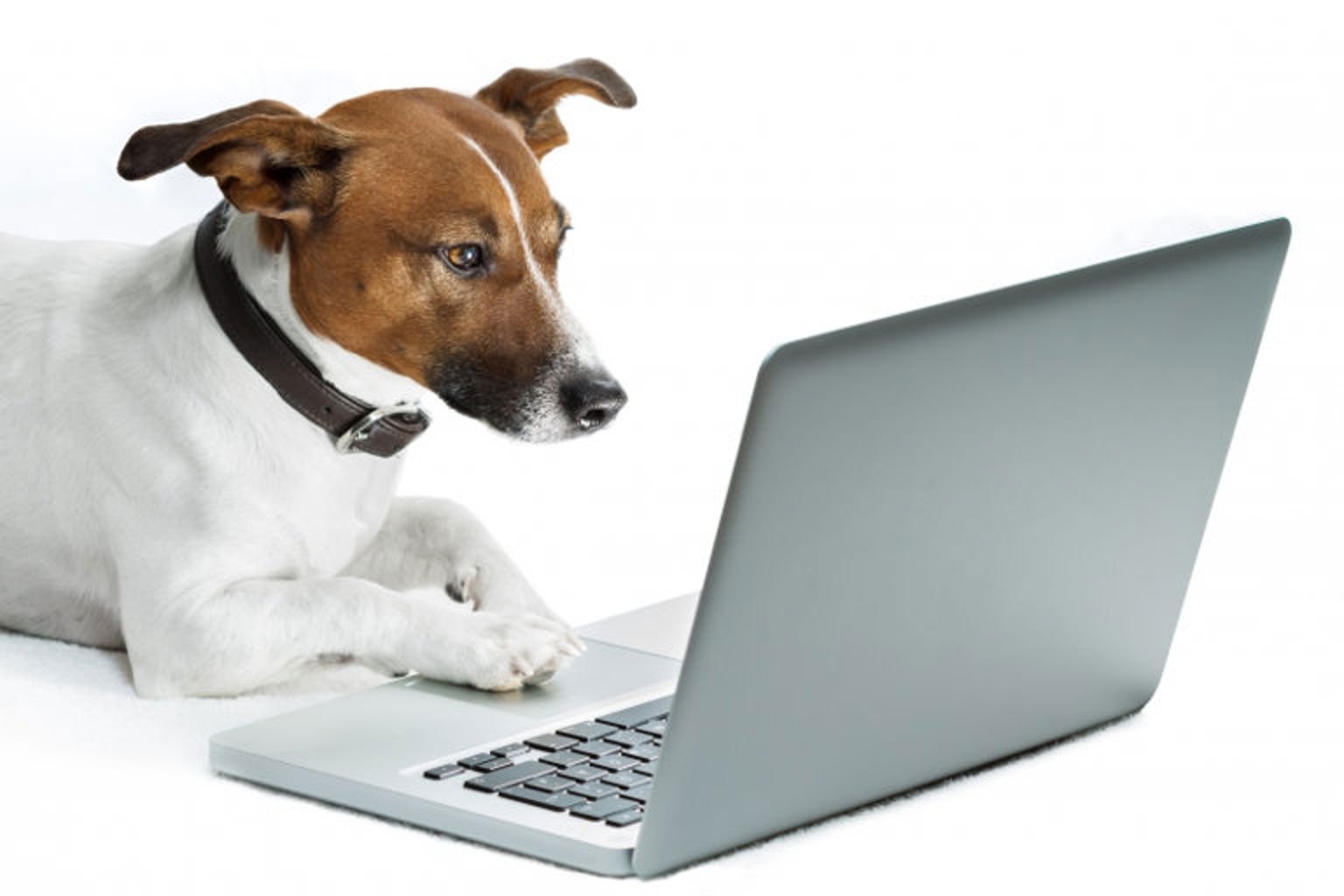 Hund surfar på en laptop