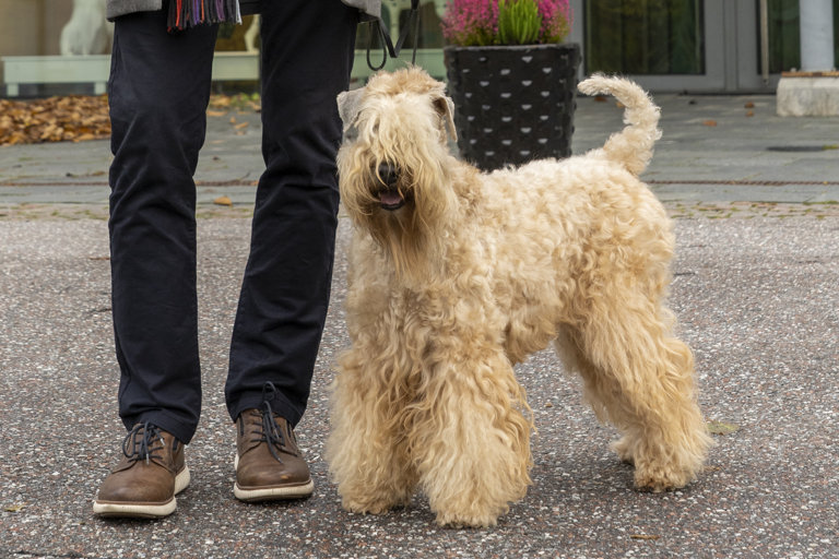 rish softcoated wheaten terrier på väg på promenad.