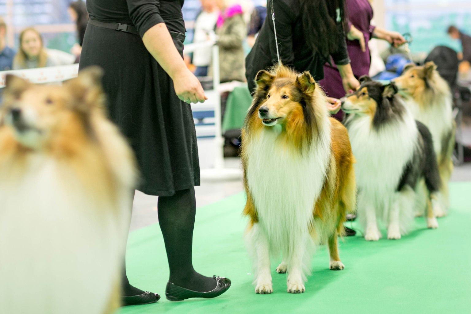 Collie, långhårig, visas i utställningsringen.