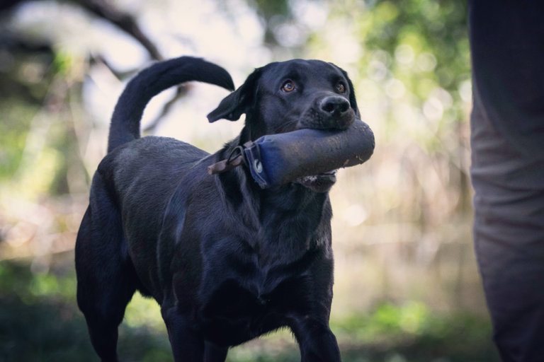 Labrador retriever bär på en dummy under b-prov.