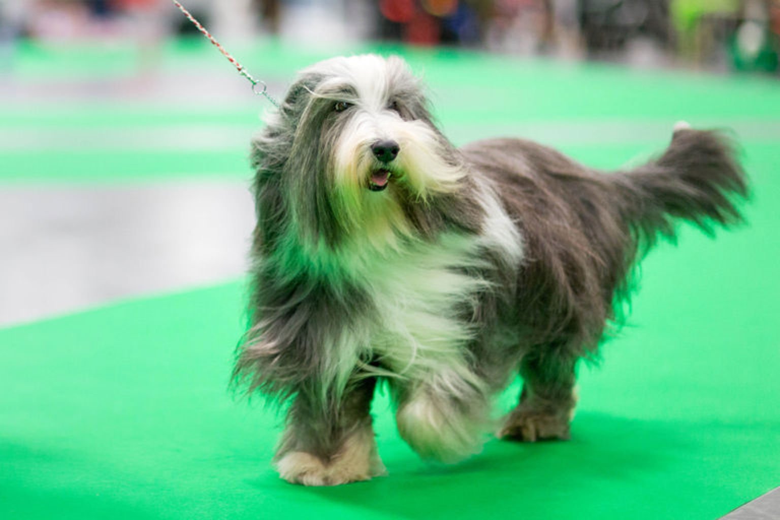 Bearded collie visar upp sig i utställningsringen.