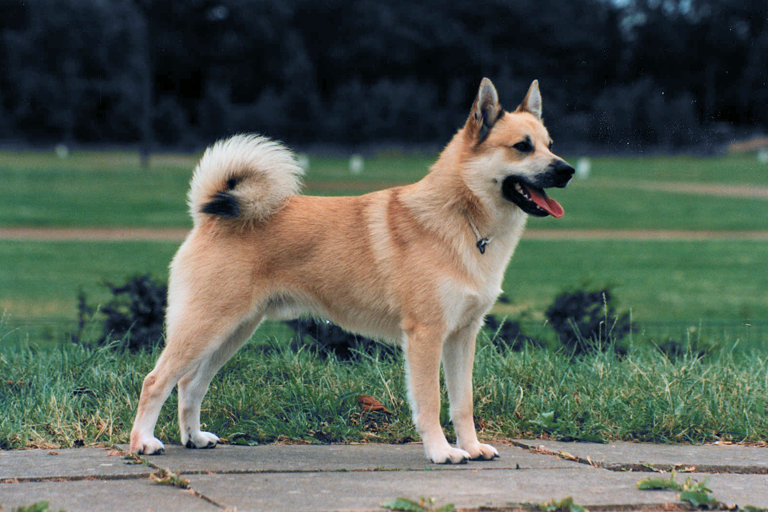 Uppställningsbild på norsk buhund.