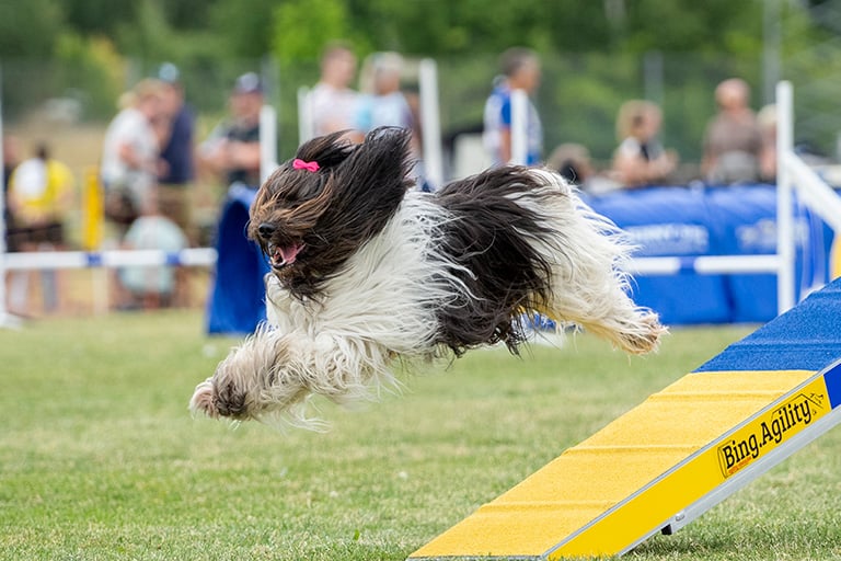 Polski owczarek nizinny tävlar i agility.