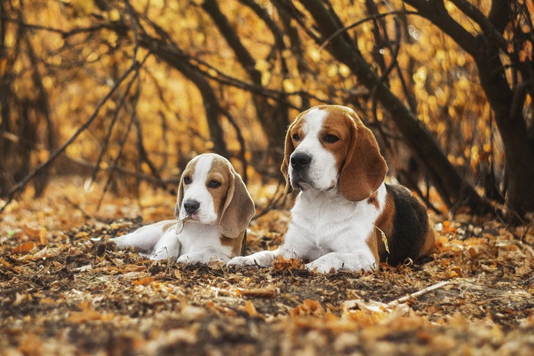 Två beagle, varav en valp, ligger ute bland höstlöv.