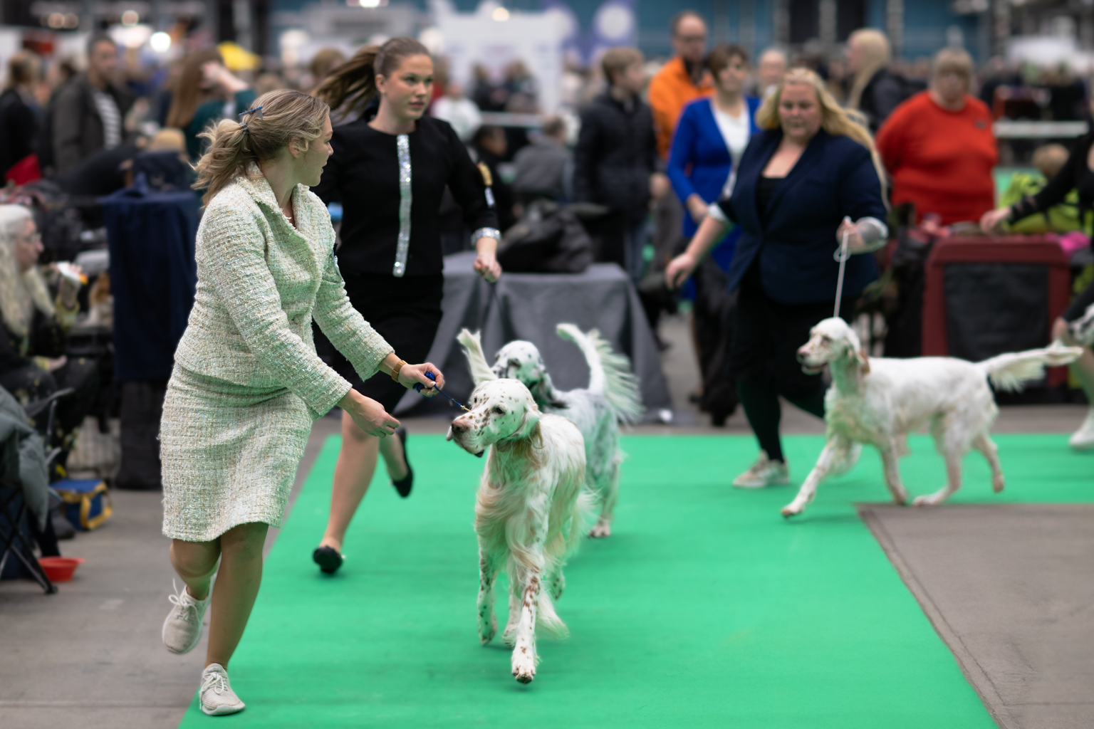 Dogs in the show ring