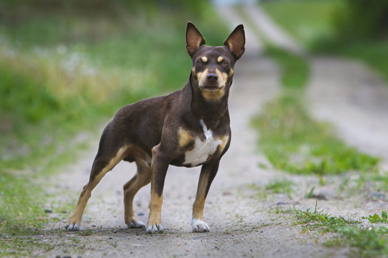 Rat terrier står längs en grusväg.