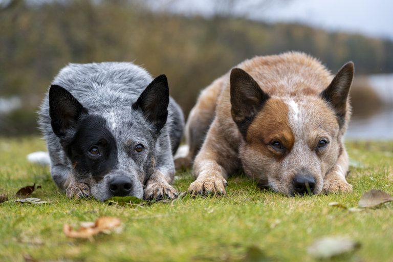 Två australian cattledog ligger bredvid varandra på gräsmatta.