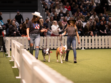 American staffordshire terrier visar upp sig på hundasparaden.