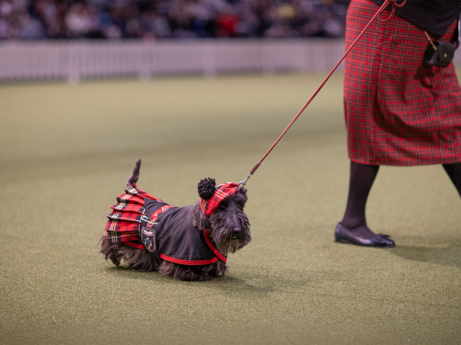 Skots terrier uppklädd i "skotsk dräkt".