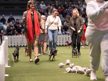 English toy terrier jagar mjukisdjur under hundrasparaden.