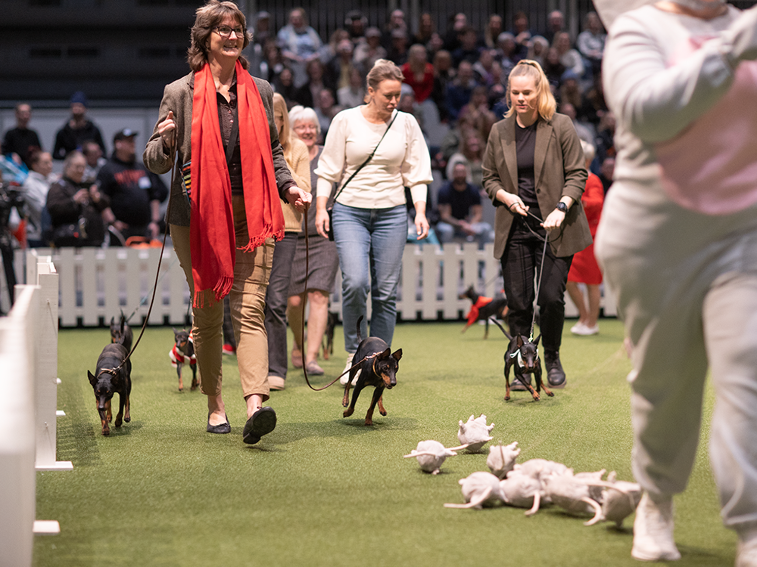 English toy terrier jagar mjukisdjur under hundrasparaden.