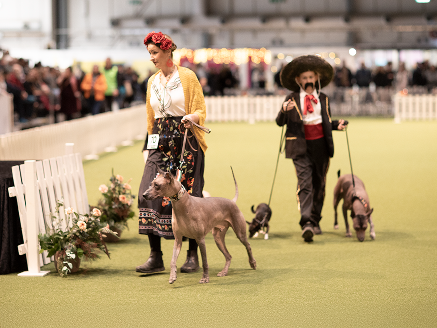 Tre hundar av rasen xoloitzcuintle går hundrasparad.