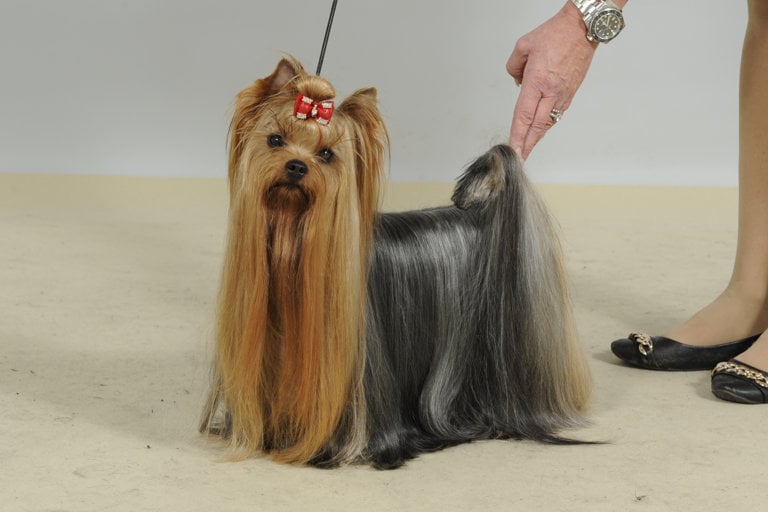 Uppställningsbild på yorkshireterrier.