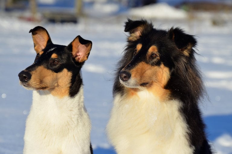 Kort- och långhårig collie sitter bredvid varandra.