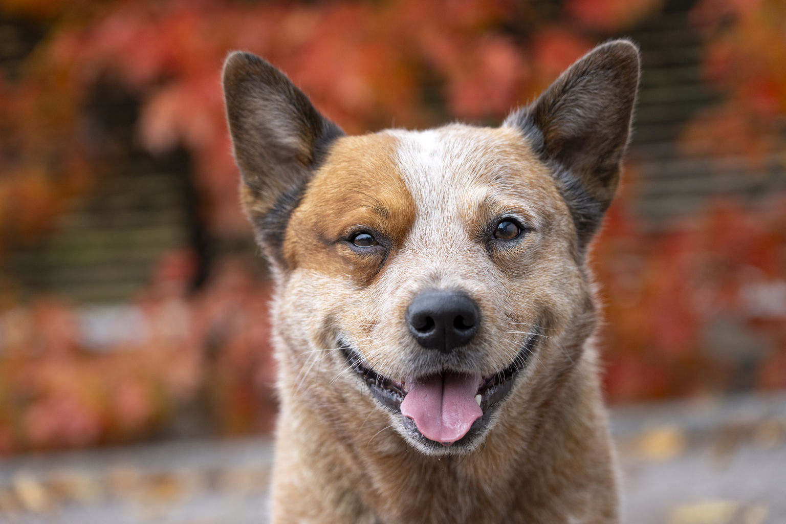 Porträttfoto på australian cattledog framför en rödek i höstfärger.