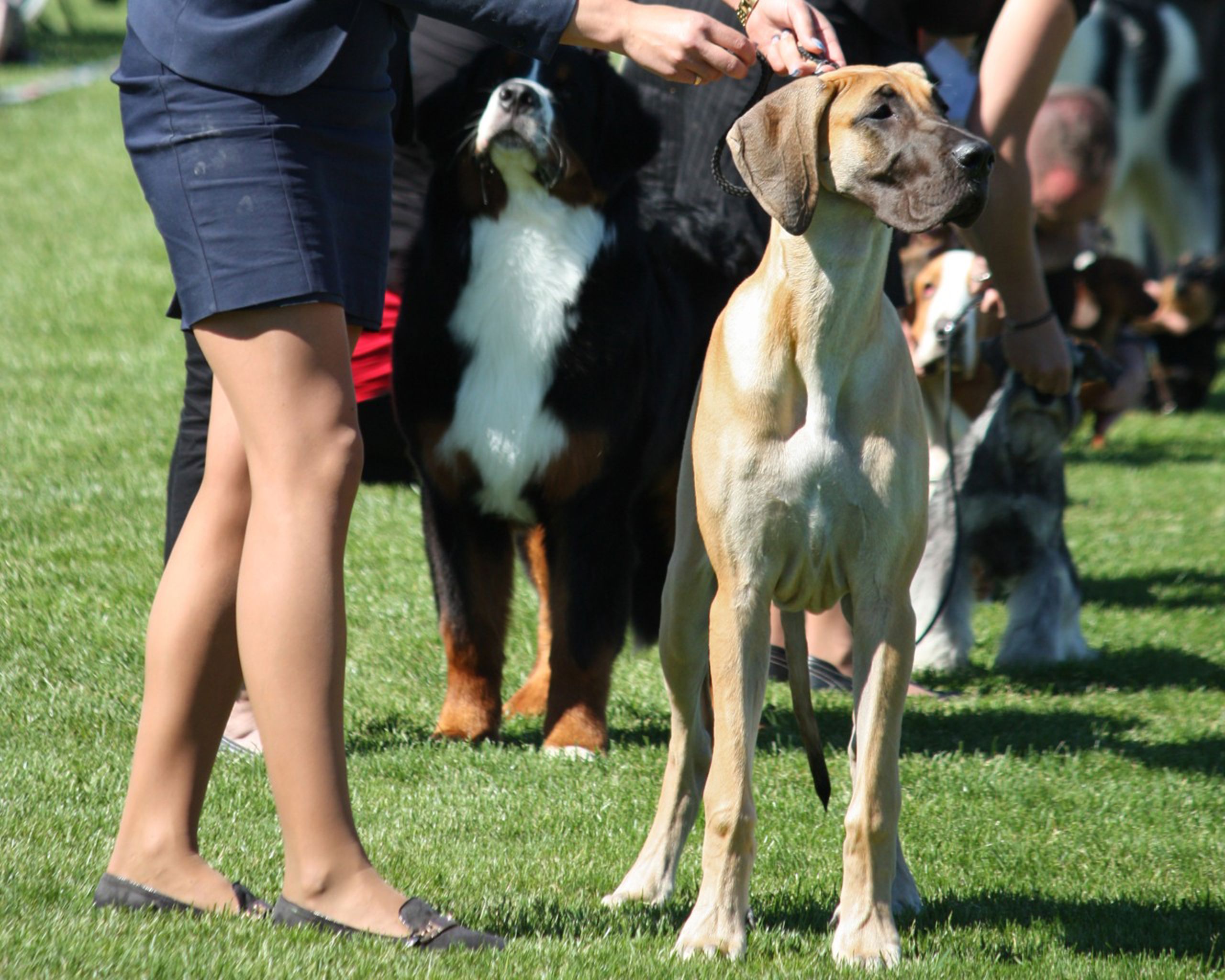 En kvinna visar upp sin hund på en hundutställning.