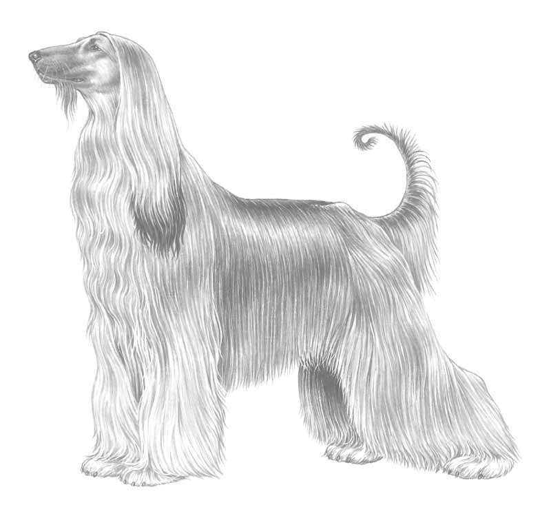 Afghanhund