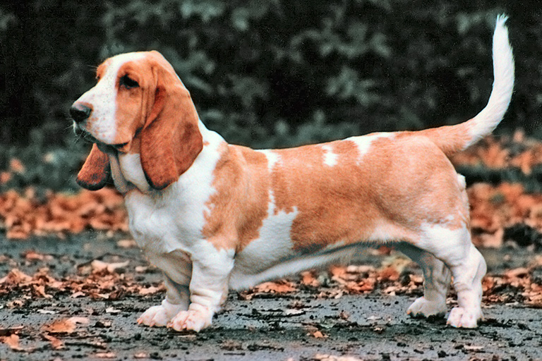 Basset hound ute bland höstlöv.