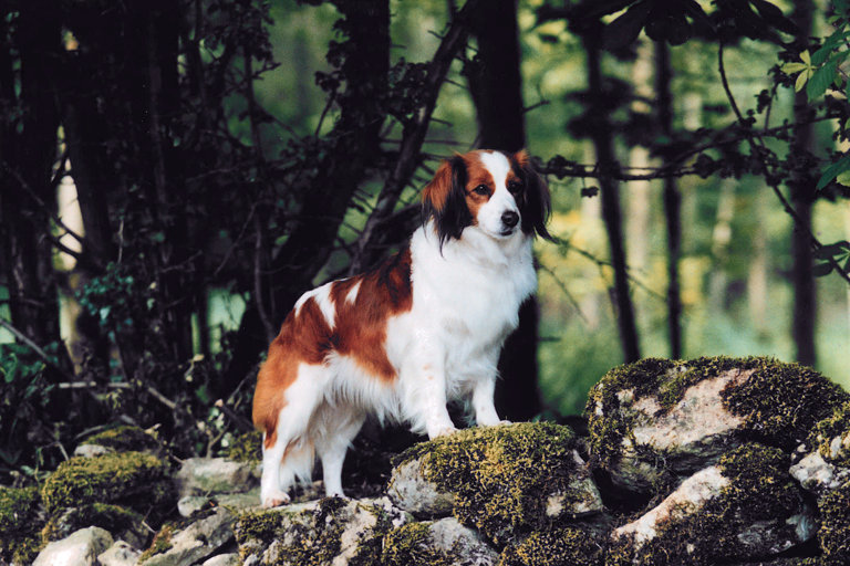 Nederlandse kooikerhondje står bland stenar.