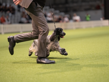 Hund springer i utställningsringen.