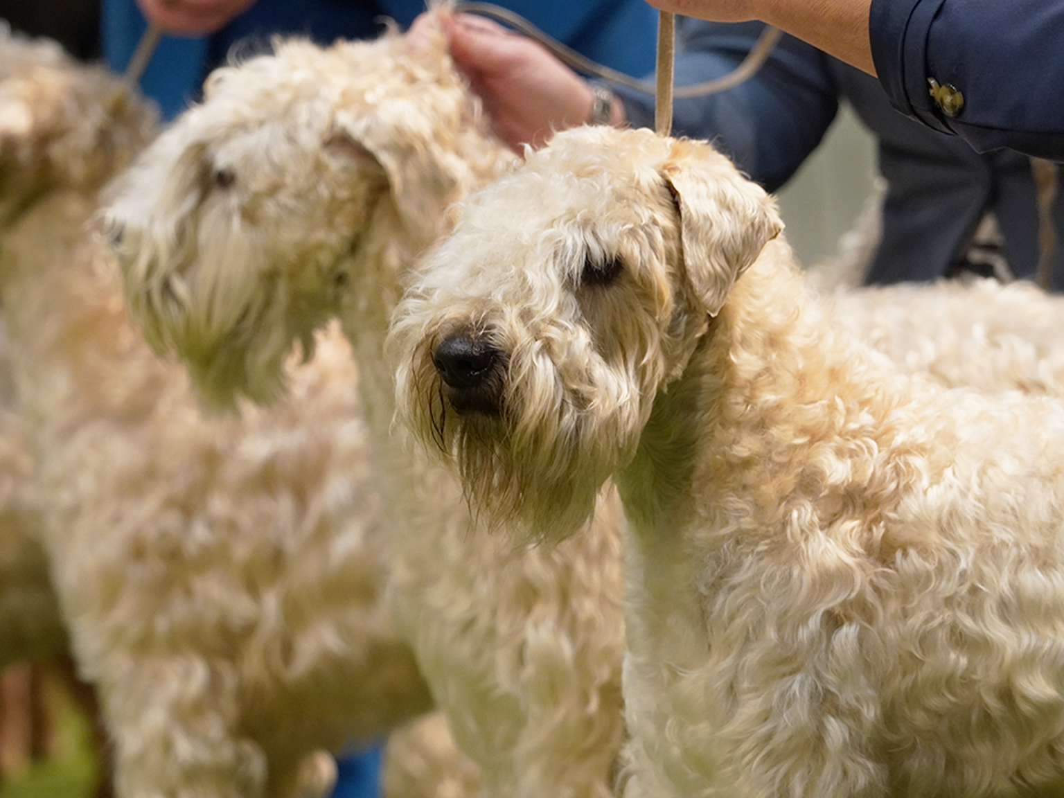 Fluffiga terrier står uppradade.