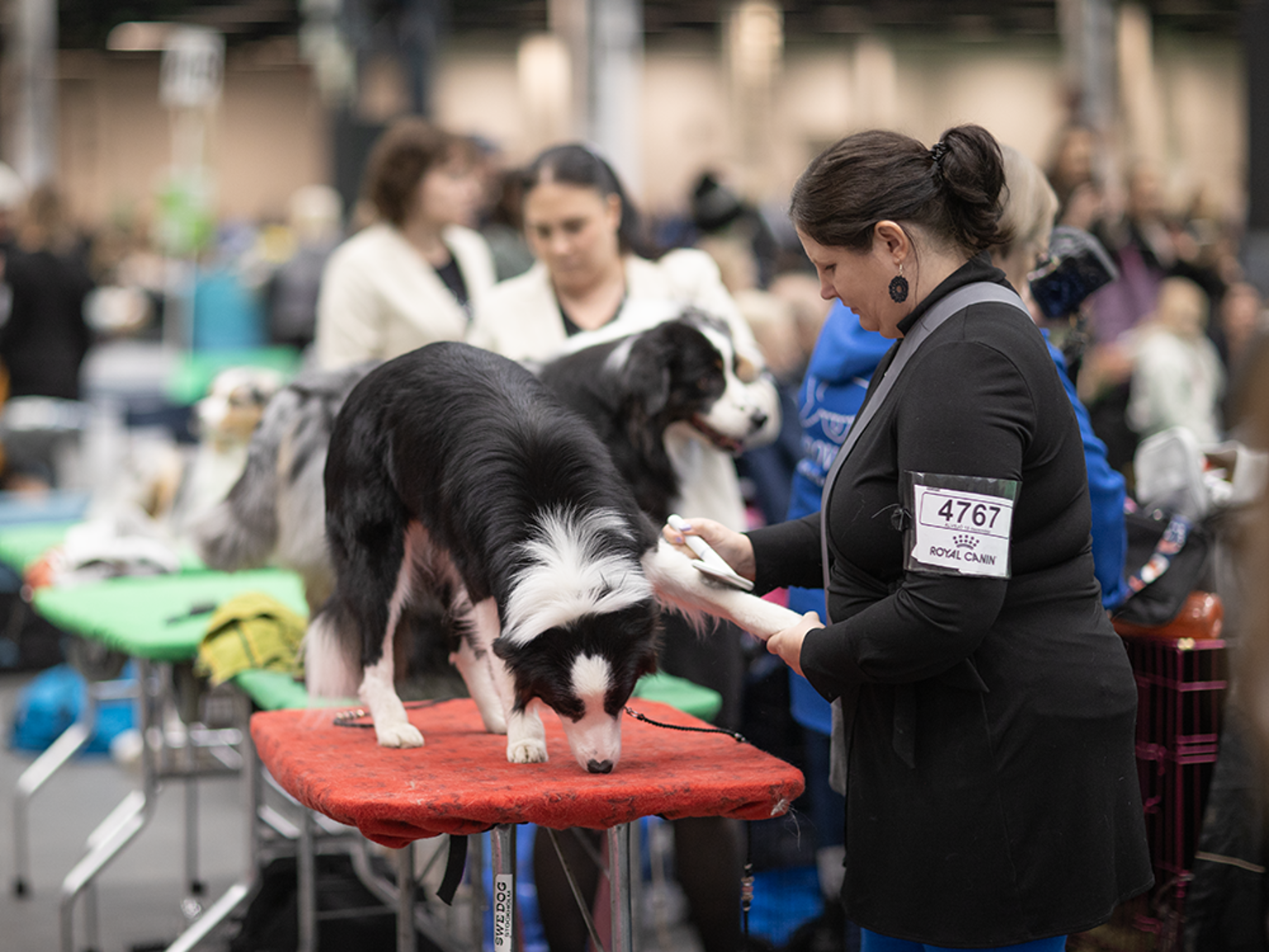 Hund blir borstad inför hundutställning.