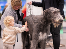 En glad liten besökare klappar en väldigt stor hund.