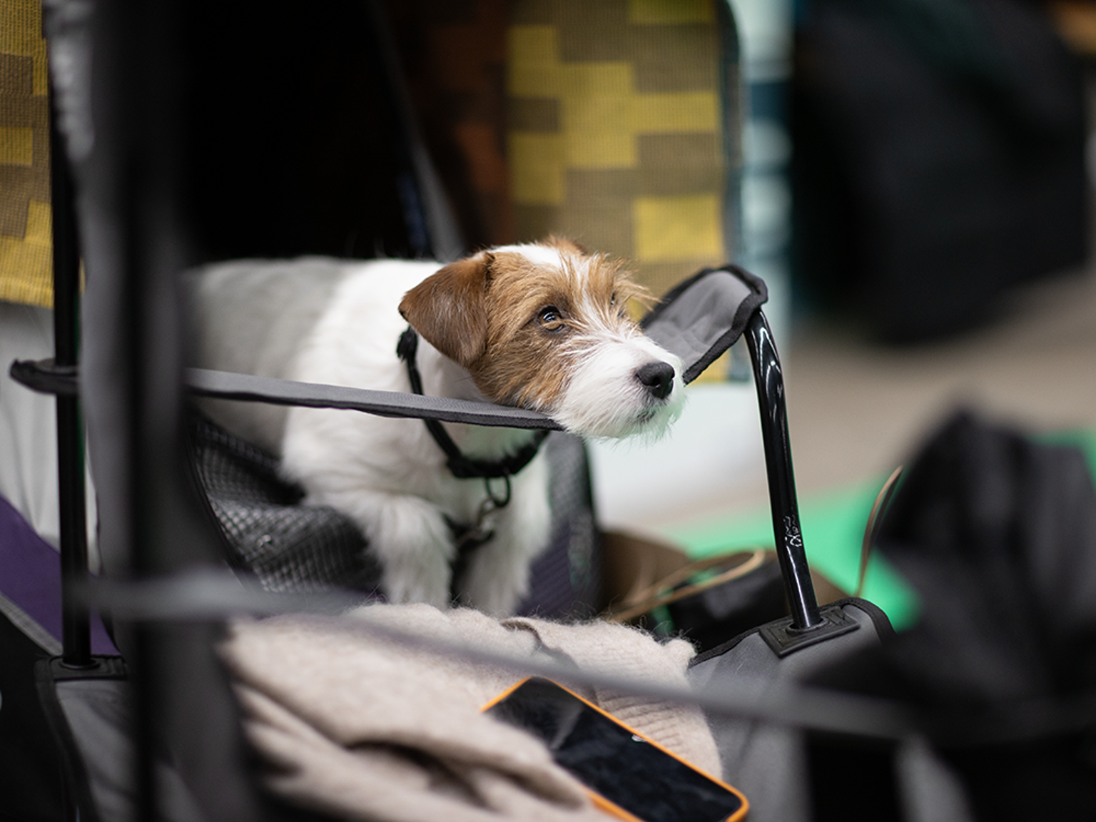 Liten hund vilar huvudet på ett armstöd.