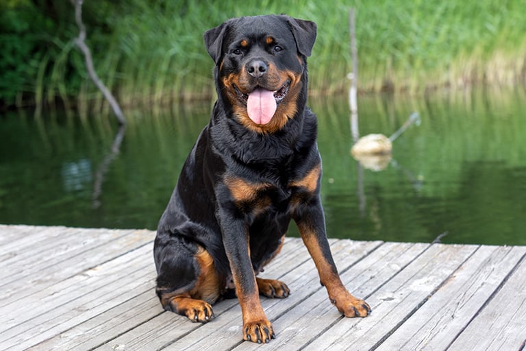 Rottweiler sitter ute på en brygga vid vattnet.