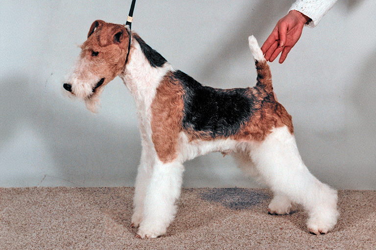 Uppställningsbild på strävhårig foxterrier