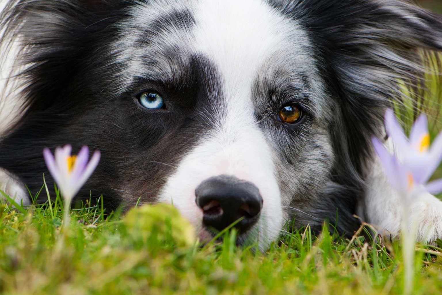 Border collie med ett blått och ett brunt öga