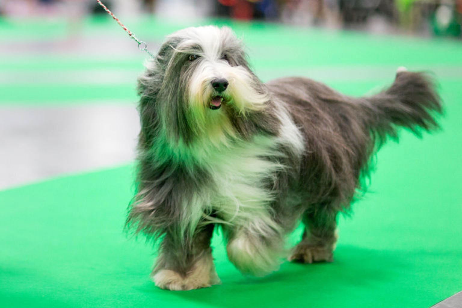 Bearded collie in the show ring.