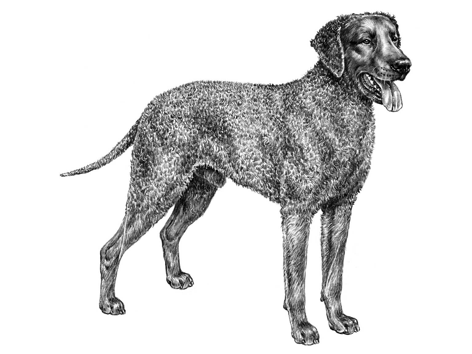 Illustration av hundrasen curly coated retriever